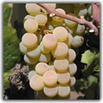 carricante grape