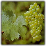 catarratto grape