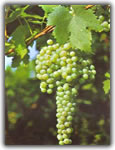 grecanico grape