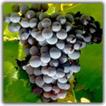 grenache nero grape