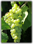 grillo grape