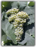 malvasia grape