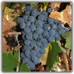 nerello mascalese grape