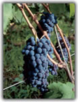 nero d'avola grape