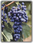 nocera grape