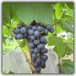 petit verdot grape