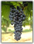 syrah grape