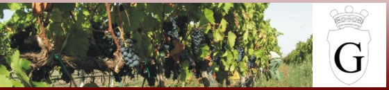 firriato wines logo